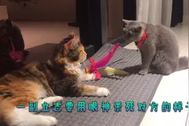 小蓝猫自觉打不过缅因猫，跑到主人怀里告状又撒娇：我好生气！视频封面