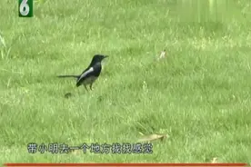 小伙是那种走在街上会有女生要微信的人，相亲女孩上演灵魂发问！视频封面