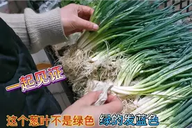 小葱上出现蓝色药水、不妨我也来试试，看后一目了然，惊呆了视频封面