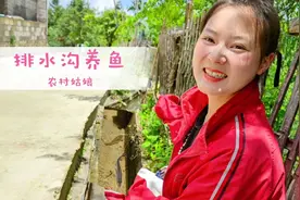 农村姑娘创意养殖，利用路边排水沟养鱼，简单一修整效果真不错视频封面