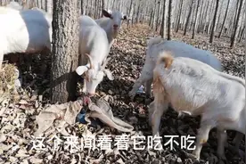 为什么羊会吃塑料膜，啃砖，舔墙？有没有方法治视频封面