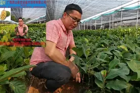南方可以种植的榴莲，嫁接果苗榴莲蜜苗，种植2年结果带榴莲香视频封面