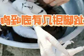鸡到底有几根脚趾？这么多的还是头一次见视频封面