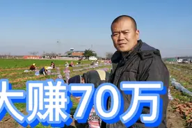 老板种了150亩胡萝卜，每亩卖了7000元，大赚了70多万啊视频封面