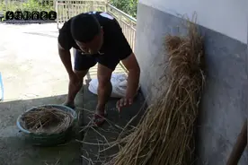 母鸡失踪几天，没想到带了几只小鸡仔回来，小伙忙着给它们做鸡窝视频封面