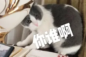 千万不要外出把猫扔给爸妈，回来后你会发现。。。。。