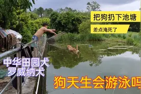 狗狗天生会游泳吗？把田园犬和罗威纳犬扔进池塘试试，结果会怎样视频封面