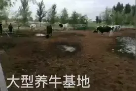 大型的养牛基地，有一千多头牛，场地就是大！视频封面