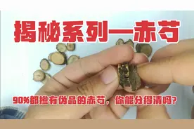 揭秘系列—赤芍：赤芍，黑白芍，掺有伪品的赤芍，你能分得清吗？视频封面