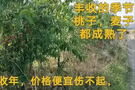 谷贱伤农，谷贵伤民，何时休视频封面