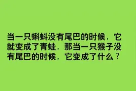 蝌蚪没了尾巴成了青蛙，猴子没了尾巴，成了啥？