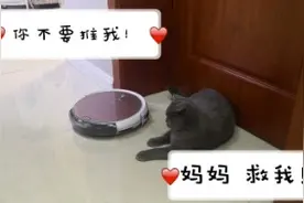 小熊新买的1个机器人，打开的那一瞬间，小猫的反应让人哭笑不得视频封面