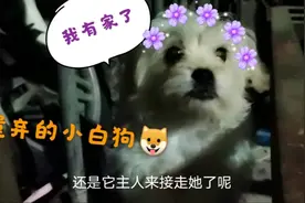 那只半夜被栓在板车的小奶狗后续：不知道你们支不支持我的做法呢视频封面