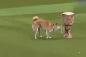柴犬不愧是日本的国宝，厉害视频封面