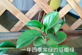 豆瓣绿的种植方法和注意事项，换盆以后更加漂亮，一年四季常绿视频封面