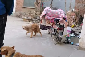 下乡收狗：小狗吓得躲到角落里，浑身发抖，主人要求上铁夹子视频封面