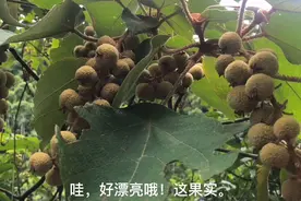 野外发现了三棵毛桐树，果实像一串串葡萄，树根树皮卖30多元一斤