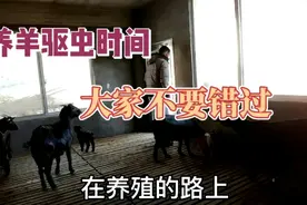 农民养羊驱虫，一年中最佳的时间，大家要记得视频封面