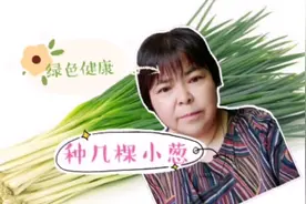 退休女教师闲来无事又折腾，花盆里还栽菜根，看看小葱能长成吗视频封面