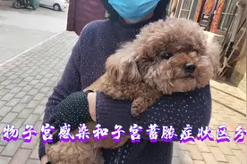 宠物子宫感染和子宫蓄脓的症状区别，学会摸肚子检查可以判断视频封面