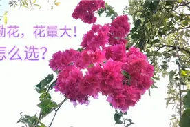 想勤花且花量大的三角梅选哪个品种？给大家推荐重瓣系列视频封面