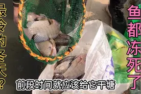 广东60年来最冷的冬天，田妹家鱼塘的鱼都冻死了，她的反应绝了视频封面