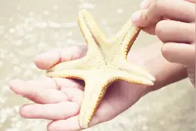 海星到底能吃吗？海星还有一个很大的妙用，很多人都不知道视频封面