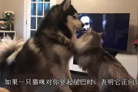 揭秘：猫和狗为什么老是打架？猫和狗冤家不和的原因？视频封面