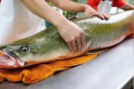 这种像龙一样的鱼口感如何？其实和猪肉没区别，如今已经越来越少视频封面