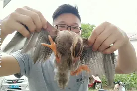 珍珠鸡太能跑还会飞，出去就不会回家，农村小伙使出妙招一招搞定视频封面
