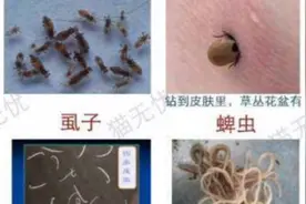 最专业的宠物猫驱虫寄生虫分类详解，猫咪感染不同寄生虫症状视频封面