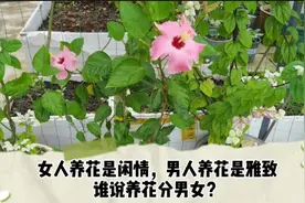 养花的男人，100个里面出1个，嫁了你就等着幸福吧，养花不分男女视频封面