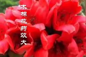 木棉花药效大视频封面