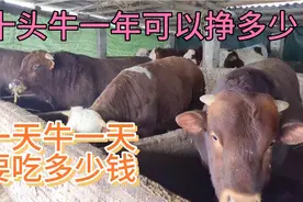 养十头牛一年可以挣多少？小伙手把手教你如何计算十头牛的收益视频封面