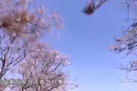 世界上最名贵的幽灵兰花，一株花换一套北京别墅，至今却无人敢摘视频封面