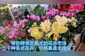 带你转保定最大的花卉市场，上千种各式花卉价格太便宜了视频封面
