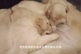 出生23天的小金毛，大型吃奶场面没有争夺的背后是大狗营养充足。视频封面