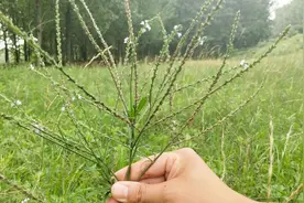 跌打损伤草，外敷消肿好！因为罕见，很珍贵，遇见运气好！视频封面