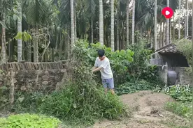 傍晚，海南小伙清理菜地，收集四角豆种子视频封面