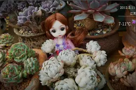 春天的多肉淋雨好处多多！肆意生长，疯狂冒侧芽！单头变手捧了！视频封面