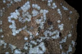老人找幺哥要活马蜂，幺哥第一次听马蜂泡酒还有这功效，长见识了