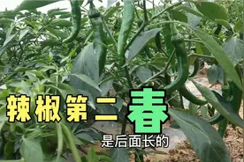 辣椒摘完了别急着拔掉，辣椒还有第二春，继续开花结果
