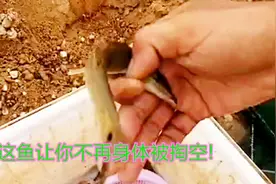 海边放100个笼子,抓到一条男性补肾鱼!网友:白虾可以放生给我吗?视频封面