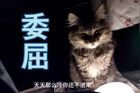 一只很冷却不进主人被窝的猫🐱到底我哪里做了让它这么讨厌😄视频封面
