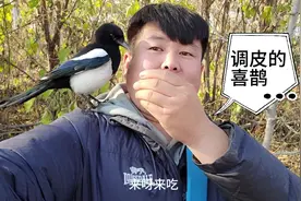 调皮的喜鹊视频封面