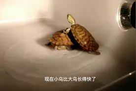 乌龟得了白眼病怎么办？老陶告诉你经验之谈，绝对好用实用