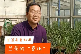 兰花为啥不开花？“春化”才是总开关！3分钟学会“开花模式”视频封面