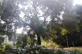 了解中草药对你有好处，随处可见樟树大作用视频封面