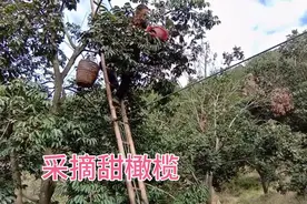 坐标:福建古田 甜橄榄开始采摘，原来摘橄榄也是技术活视频封面