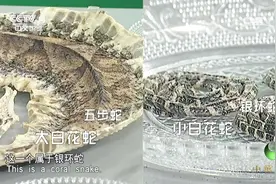 含剧毒的大白花蛇入药竟有妙效，专家讲解让人受益匪浅，长知识了